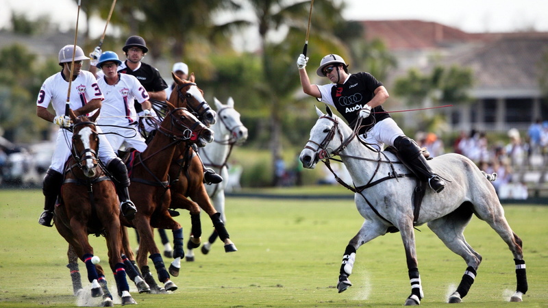 horse Racing, racehorse, winning, domestic animals, thoroughbred Horse, competitive Sport, horseback riding, livestock, white, horses, group of animals