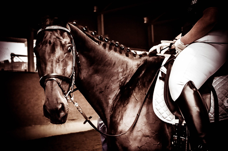 heat, human limb, one person, bridle, domestic animals, livestock, domestic, animal wildlife, sport, ride, music, hand, show, herbivorous, stable, hoof