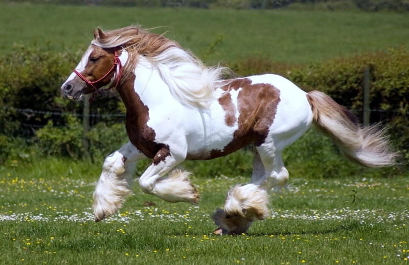 pets, summer, mane, domestic animals, horse racing, pasture, livestock, one animal, field, animal wildlife, white color, white, grass, thoroughbred Horse