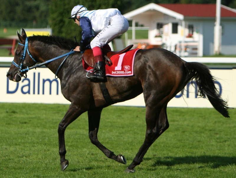 pets, horses, ponies, arabain horses, animals, 1080P, racing, horse racing, horse