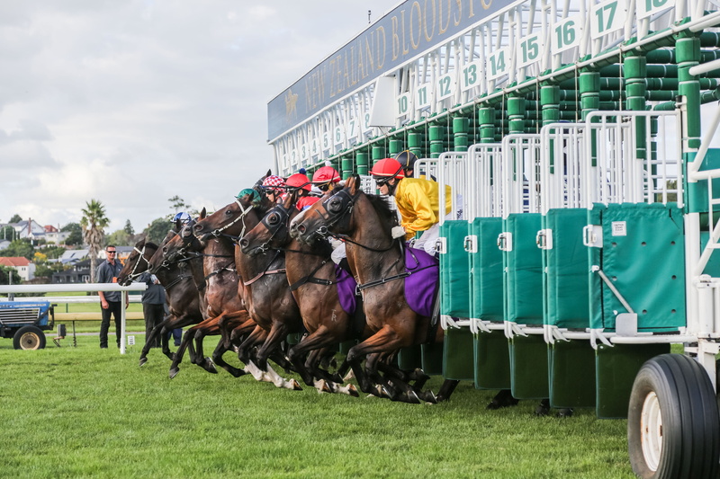 horse racing, day, transportation, grass, green color, large group of people, men, pets, field, outdoors, sky, plant, mode of transportation, livestock