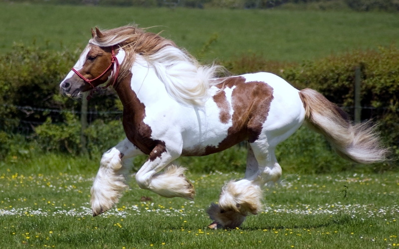 white color, nature, vertebrate, horse, land, one animal, herbivorous, pinto, domestic, animal themes, hd, grass, racing, red, pets, livestock