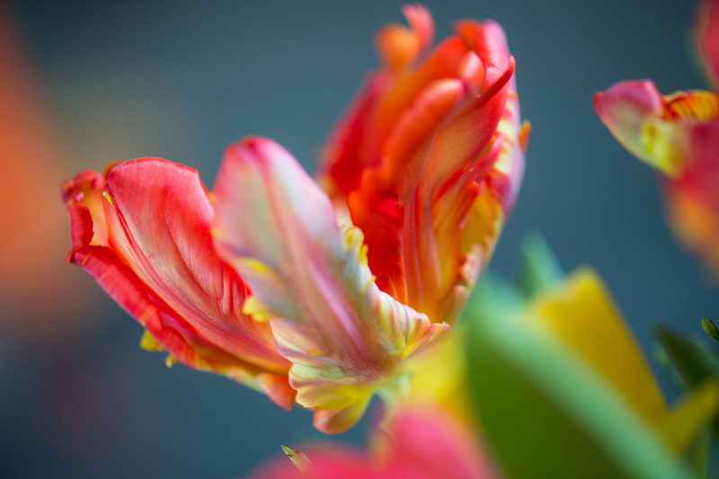 petal, beauty In Nature, flower, ESD, petaled, Makro, nature, photography, Tulip, close-up, flower Head, springtime, focus, Nikon D4, red, plant, wild