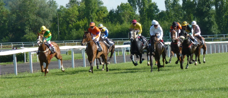 animal, bet, domestic, plant, horseback riding, Racing, 2K, domestic animals, pets, group of people, outdoors, activity, sport, ride, Race, race, Horse