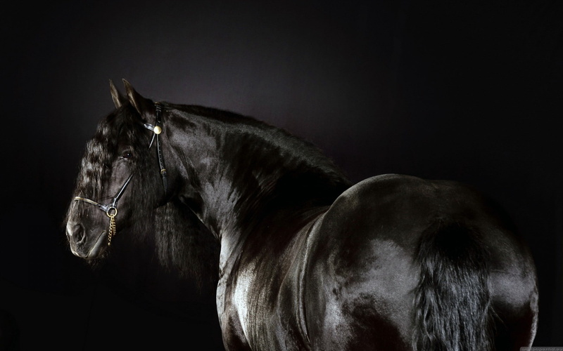 black, race, horses, horse, animals, 1080P, friesian