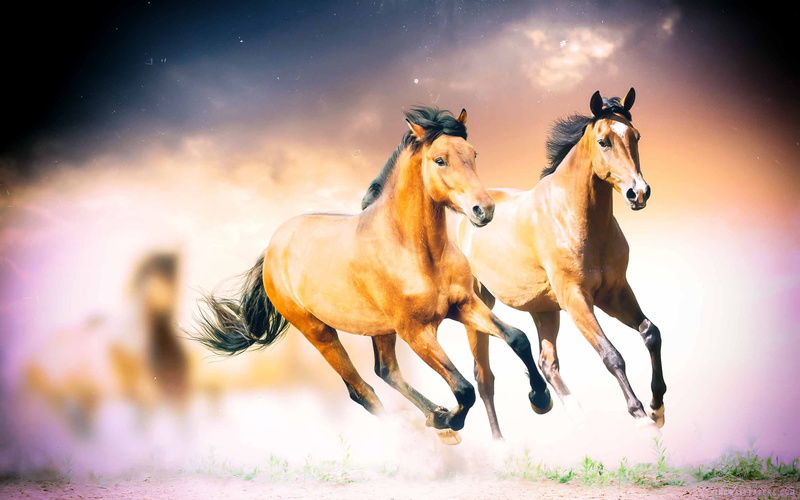animal wildlife, livestock, race, stallion, speed, mammal, outdoors, ride, animal, riding, running, group of animals, pets, wild horses, horse mane