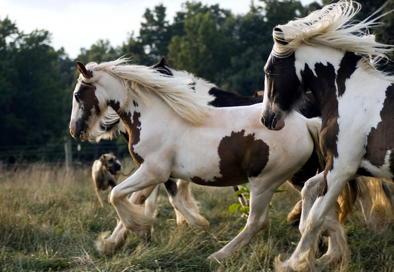 brown, racing, zwierzeta, white, beautiful, ladowe, konie, pedzace, 1080P, horse, animals