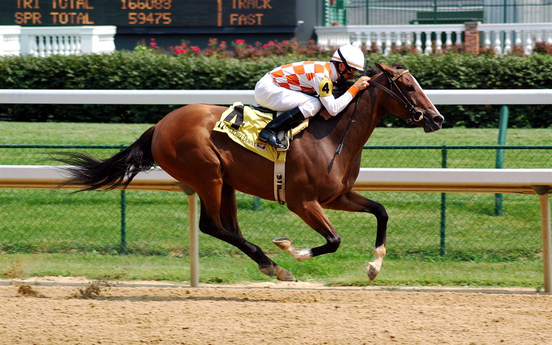 hd, sports, racing, horse, 1080P