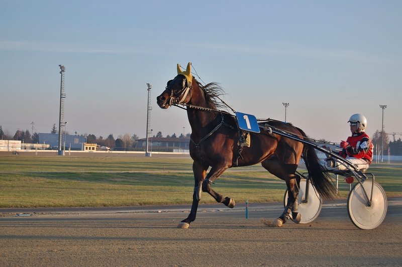 animal, traber, trotting, racing, domestic animals, herbivorous, trot, horseback riding, vertebrate, racecourse, animal wildlife, 2K, sky, day, one animal