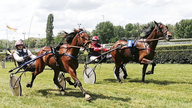 race horse, group of animals, riding, horse, animal, trot, mammal, equestrian, horses, competition, livestock, race, sulky, running, animal wildlife, animal themes
