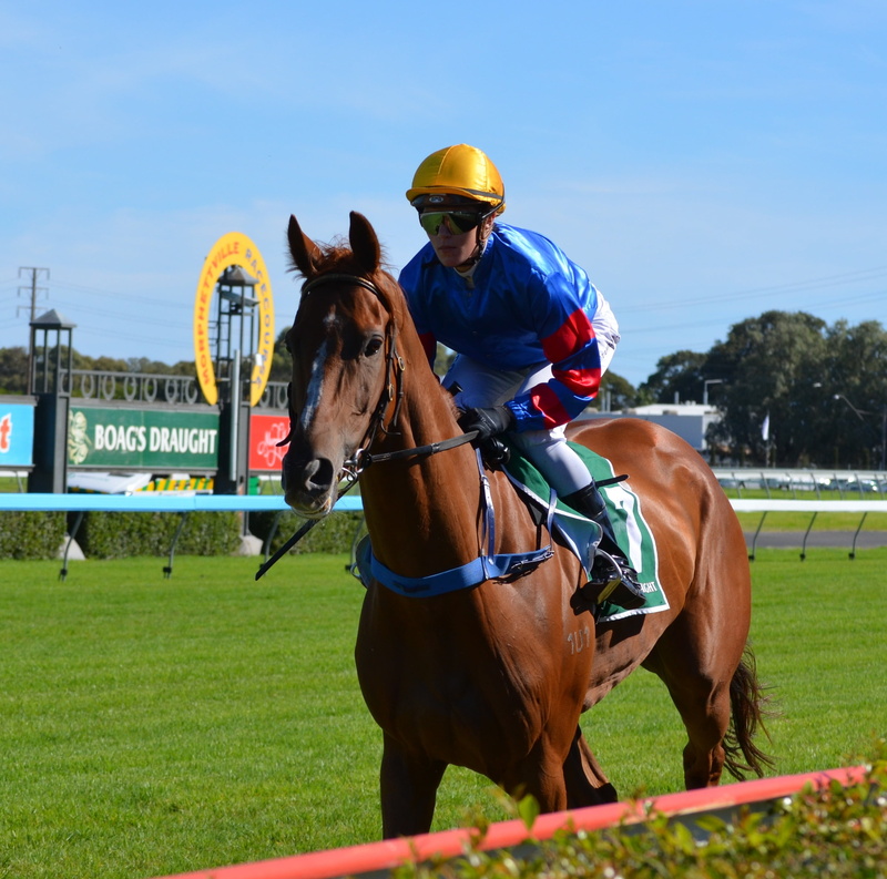 pets, day, outdoors, animal wildlife, sports Race, japan Racing Association, 2K, excitement, sports Track, activity, track, sports Venue, riding, horseback riding