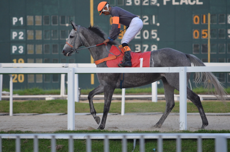 mammal, vertebrate, outdoors, pets, competition, sports Track, japan Racing Association, day, competitive Sport, 4K, sports Race, working animal, animal wildlife