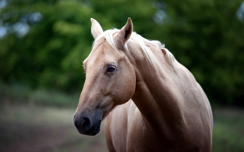 farm, summer, herbivorous, portrait, foal, profile view, one Animal, brown, animal themes, color Image, beige, mammal, racehorse, white, pets, day, animals And Pets