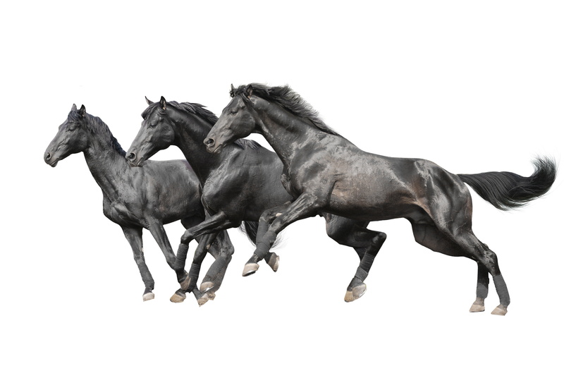 foal, studio Shot, domestic, clear sky, vertebrate, animal family, running, mare, indoors, brown, animal themes, black Color, group of animals, arabian Horse