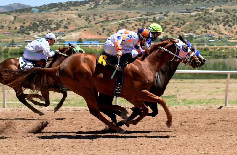leisure, group of animals, reins, horse, equine, horseback riding, livestock, 4K, horses, mammal, competition, sport, track, fast, pets, activity, riding