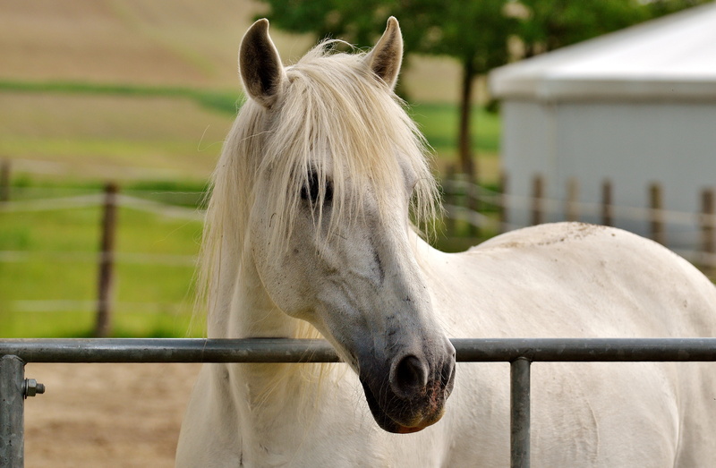 day, animal themes, white horse, white color, daytime, rural Scene, house, selective, mold, domestic animals, hair, stallion, boundary, horse, fence, vertebrate