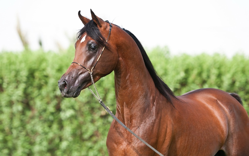 thoroughbred Horse, team, outdoors, field, pets, focus on foreground, riding, nature, plant, domestic animals, 2K, working animal, animal Head, animal themes