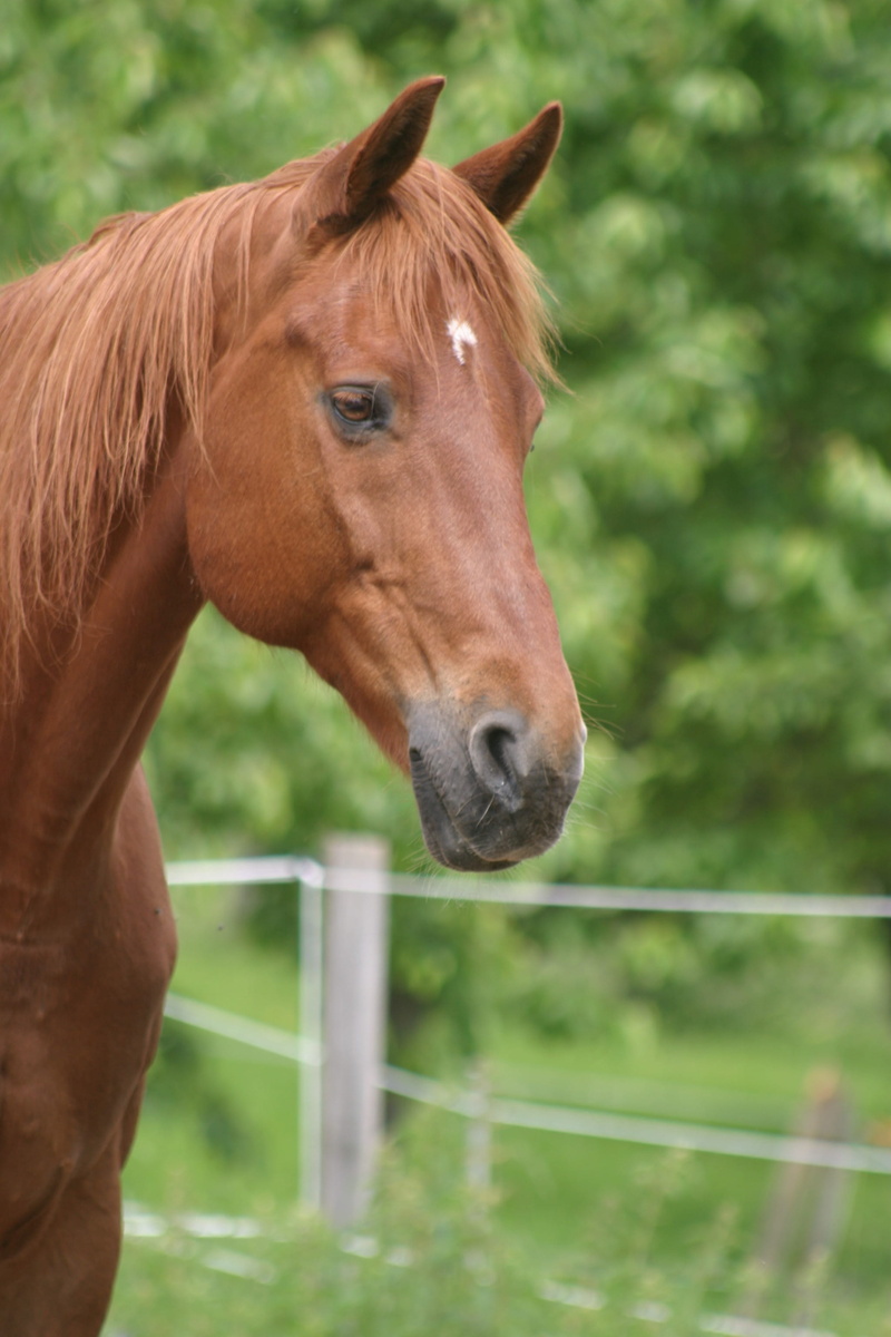no people, racehorse, animal Head, horse, farm, outdoors, pasture, snout, riding, livestock, photography, mammal, selective, domestic, animal body part