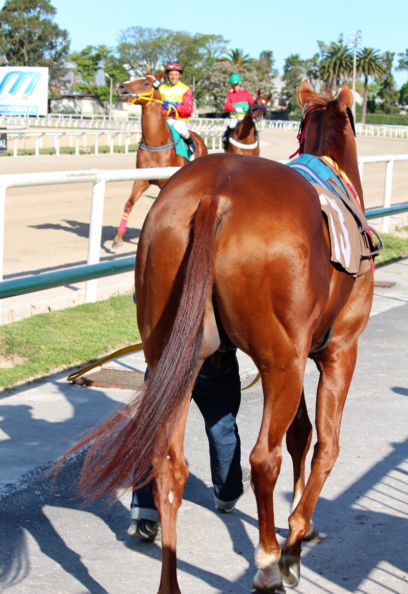 day, 4K, Horses, domestic animals, riding, animal, horseback riding, racehorse, shadow, Horse Racing, real people, horse, animal wildlife, Thoroughbreds