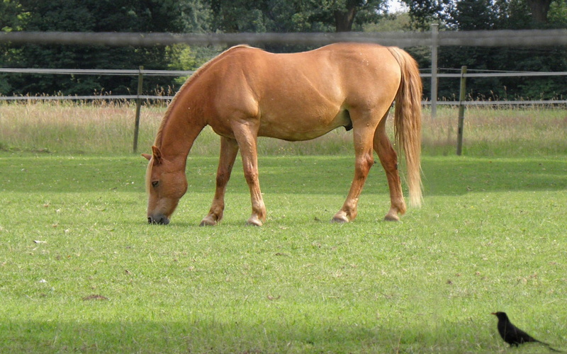 nature, no people, herbivorous, mane, stallion, paddock, animal, beauty In Nature, thoroughbred Horse, meadow, land, domestic animals, brown, running, outdoors