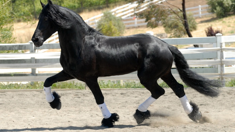 rural Scene, tail, people, outdoors, animals And Pets, animal wildlife, animal, ranch, livestock, sport, nature, competition, action, horse, dressage, thoroughbred Horse