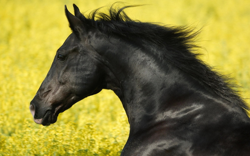 beautiful, animal body part, bay Horse, racehorse, running, pasture, profile view, green Color, yellow, mare, summer, animal Head, wind, horse, side view