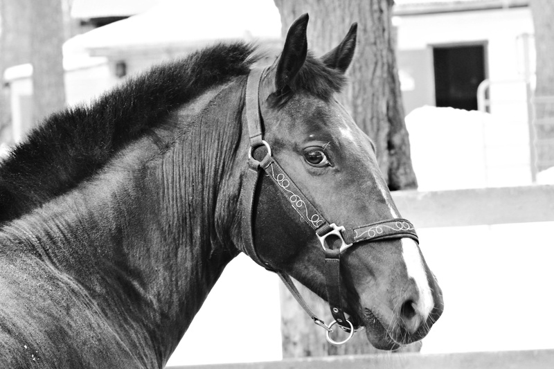 herbivorous, color Image, animal Head, bay Horse, farm, brown, animal Harness, animal, animal wildlife, animal themes, bridle, close-up, one Animal, working animal