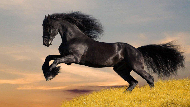 silhouette, black, great dane, 1080P, mammal, thoroughbred, animal, horse, man, pet, sport, people, farm, retriever, canine