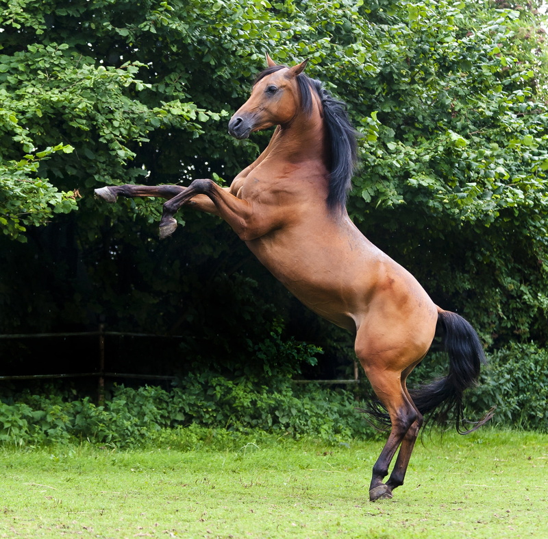 brown, animal themes, field, thoroughbred Horse, thoroughbred arabian, arabs, land, vertebrate, black, growth, nature, green color, 1080P, one animal