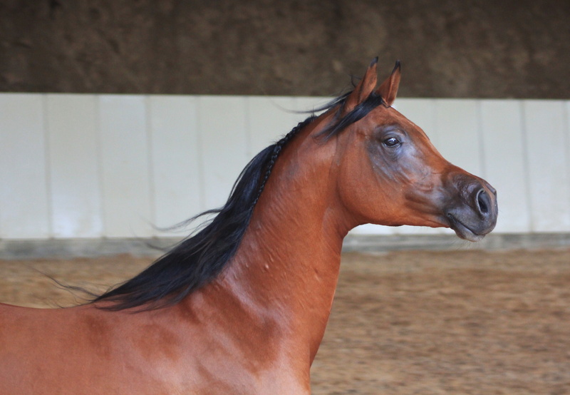 animal themes, no people, horse head, thoroughbred arabian, mammal, horse, domestic animals, arabs, looking away, herbivorous, day, brown, profile view