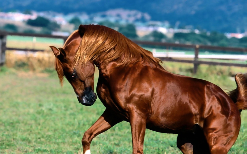 bay Horse, outdoors, meadow, animal themes, farm, thoroughbred Horse, chestnut, domestic Animals, paddock, pasture, brown, non-Urban Scene, mane, ranch
