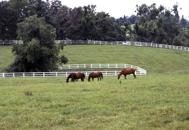 green color, grass, day, pets, domestic animals, livestock, landscape, Grazing, group of animals, green, Pasture, field, mammal, outdoors, horse farm, paddock
