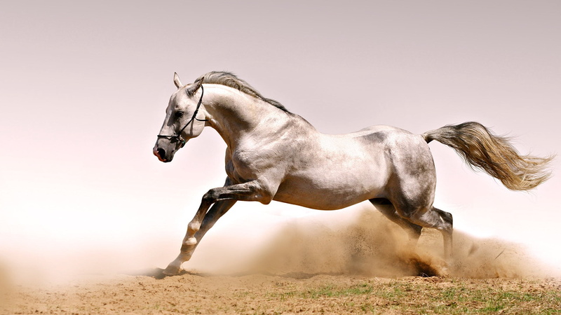 pasture, arabian Horse, field, full length, 1080P, ranch, profile view, horse, motion, jump, horseback Riding, arabia, mammal, summer, grass, nature, sport