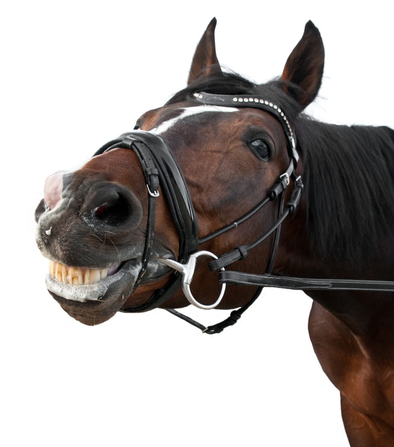 animal Head, Horse, brown, working animal, white Background, one Animal, animal themes, thoroughbred Horse, livestock, photography, Smile, animal body part