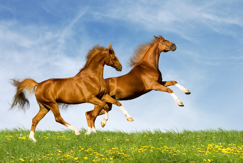 mane, summer, pets, couple, grass, ranch, mammal, two, domestic Animals, outdoors, brown, animal, sky, 5K, meadow, speed, animal wildlife, white, rural Scene