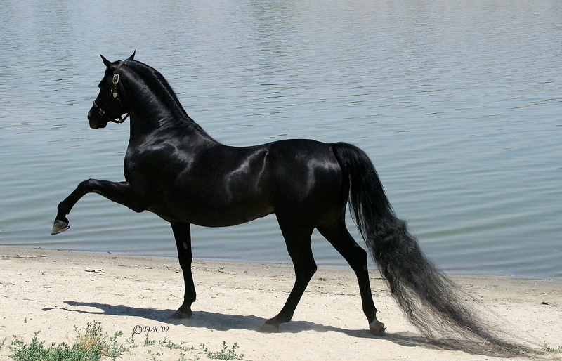 beauty In Nature, land, side view, vertebrate, sport, black, sand, dog, water, one Animal, outdoors, mane, thoroughbred Horse, pets, bay Horse, black Color
