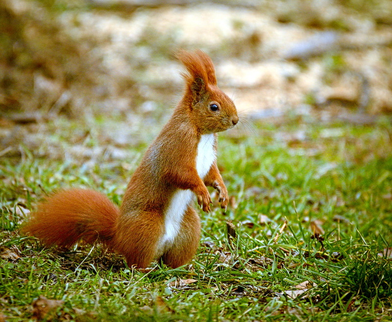 red, photo, white, Eurasian red squirrel, brown, animal, squirrel, wildlife, white squirrel, rodent, fluffy, nature, outdoors, Wiewiórka, 480P, fur, Sciurus vulgaris