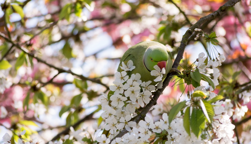 food, life, springtime, shallow, bright, freshness, animal, cherry, bird, green, close-up, plant, london, tropical, no people, blossom, pet, day, fly, flower