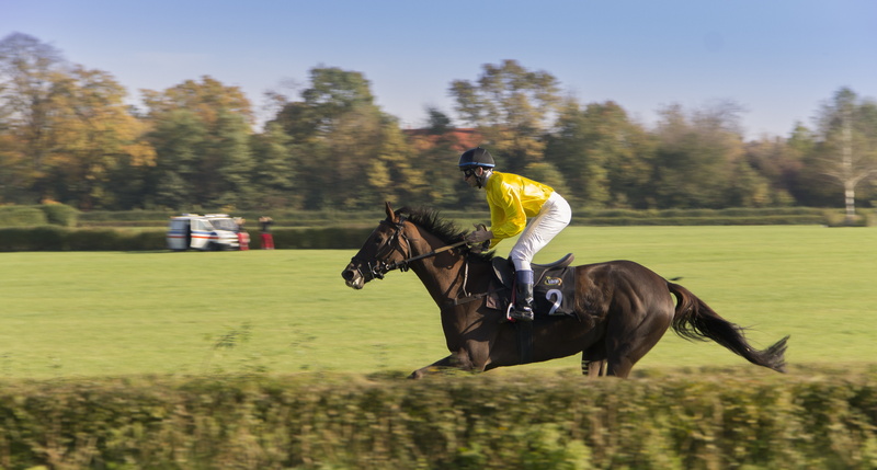 4K, herbivorous, motion, vertebrate, animal wildlife, bird, day, animals in the wild, mammal, plant, race, activity, the horse, domestic animals, competition