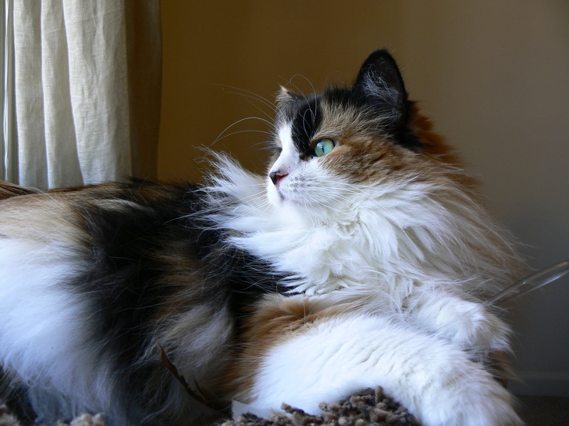 cute, Look, 2K, Calico, long-hair, Cookie, near, domestic Cat, fur, furry, feline, Maine Coon, window, Sage, pets, mix, animal, cat, gatto