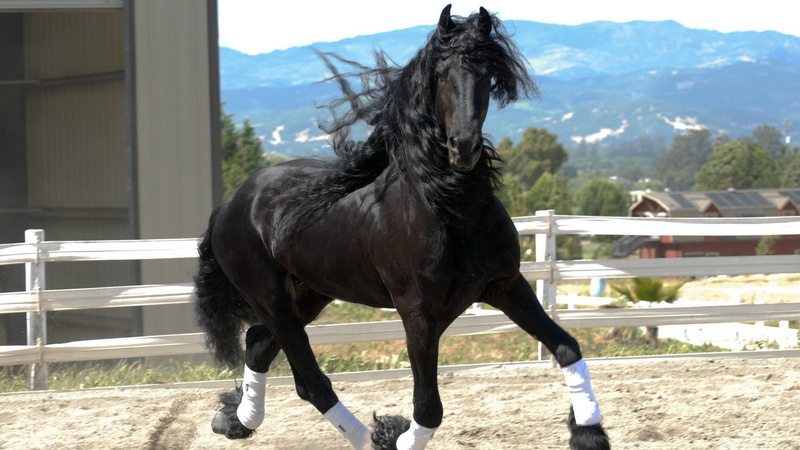 color, beauty In Nature, 1080P, mane, bay Horse, race, domestic, black color, livestock, paddock, animal Head, animal, farm, black, no people, vertebrate