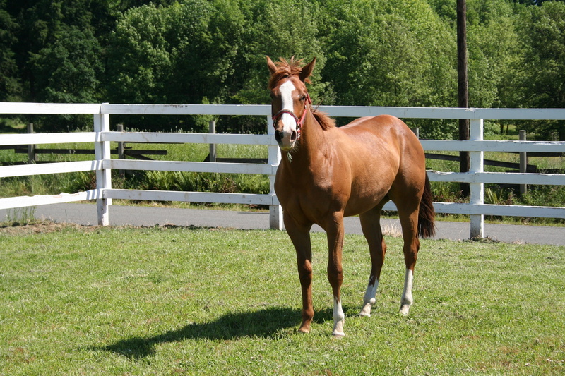 ranch, non-Urban Scene, plant, animal wildlife, racehorse, no people, foal, domestic Animals, 2K, animal Head, land, brown, nature, meadow, outdoors, one animal