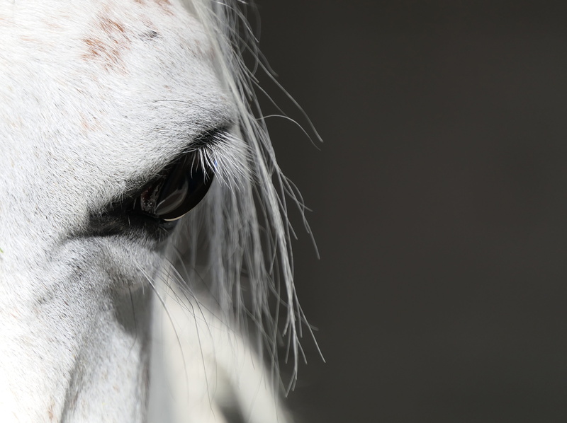pure-blood, white color, livestock, animal wildlife, no people, 4K, copy space, focus, one animal, horse, pets, herbivorous, psa, arabic, animal nose