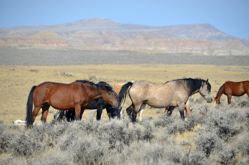 usa, animal wildlife, domestic, horse, herbivorous, no People, tourists, scenery, grass, sky, pony, daytime, dry, colorful, mustangs, wild horse, cody