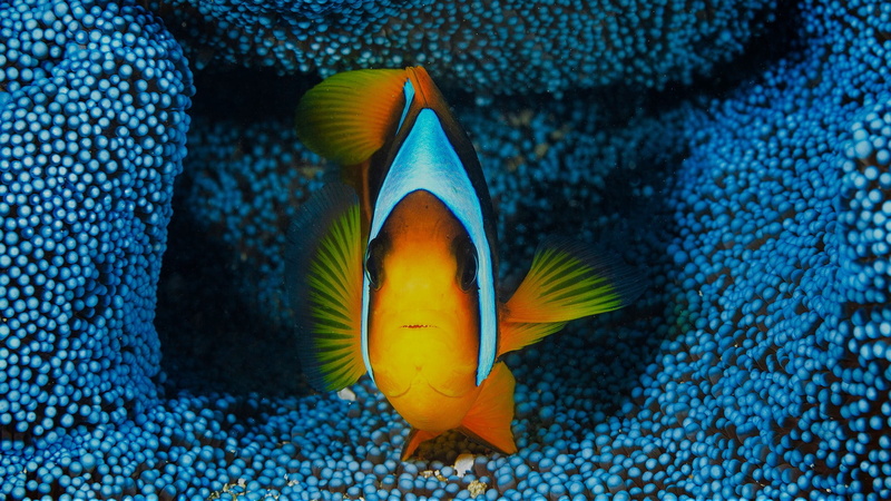 sea, water, swimming, underwater, marine, fish, tropical fish, vertebrate, animal wildlife, blue, nike, animal themes, nature, cleats, pair, one animal