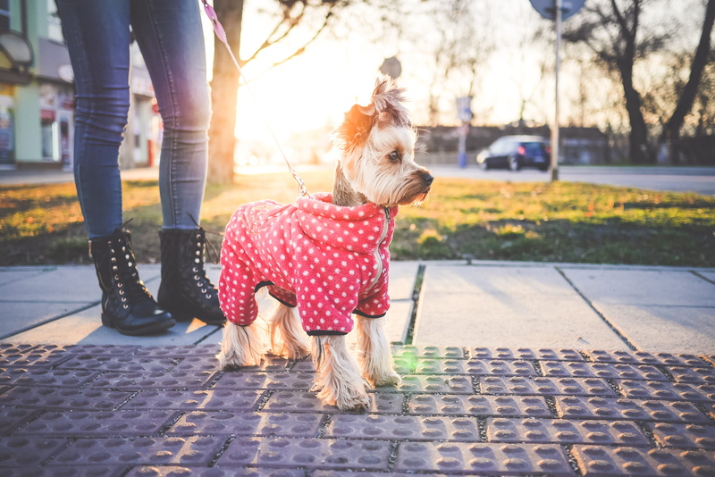 real people, walking, domestic, footpath, one animal, animal, top, body part, urban Scene, friendship, low section, human body part, dog clothes, animals