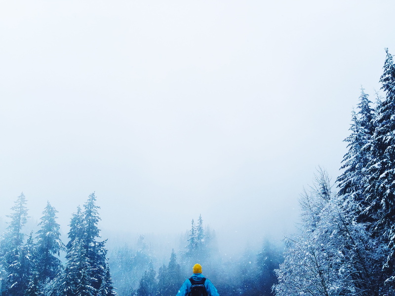 fir Tree, pine Tree, scenics - nature, winter, landscape, tranquility, man, plant, white, frost, black, woodland, pine woodland, jacket, fog, forest, land