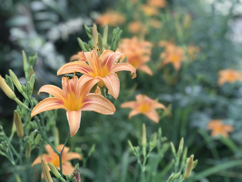 blossom, building, orange color, outdoors, pottery, flower, freshness, pollen, day lily, pakistan, plant, botany, 4K, beauty in nature, petal, nature
