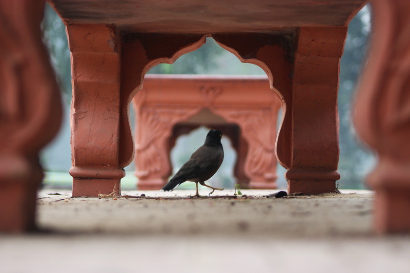perching, bench, crow, benches, person, animal wildlife, blackbird, lahore, wood, one animal, pakistan, park, one person, focus on background, sphere, agelaius