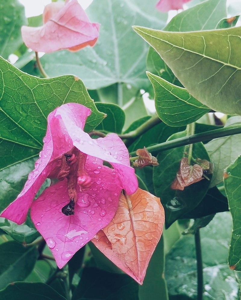 nature, 1080P, one animal, close-up, plant part, outdoors, freshness, flower head, fragility, flowering plant, vulnerability, petal, pakistan, lahore zoo